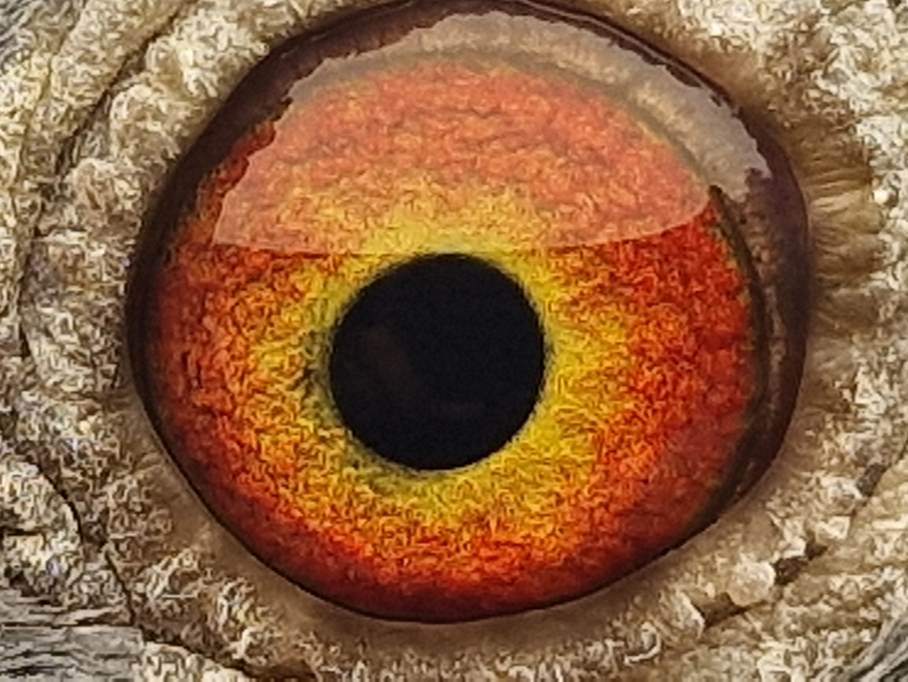 Pigeon eye